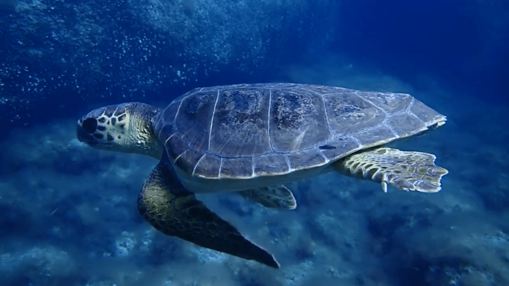 tortuga-marina-nadando-oceanografic-2-min