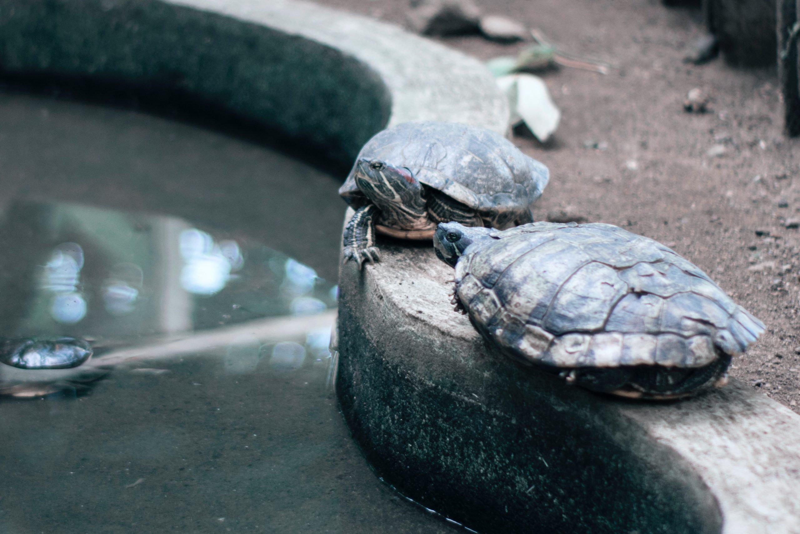 Cómo saber si tu tortuga está muerta o hibernando