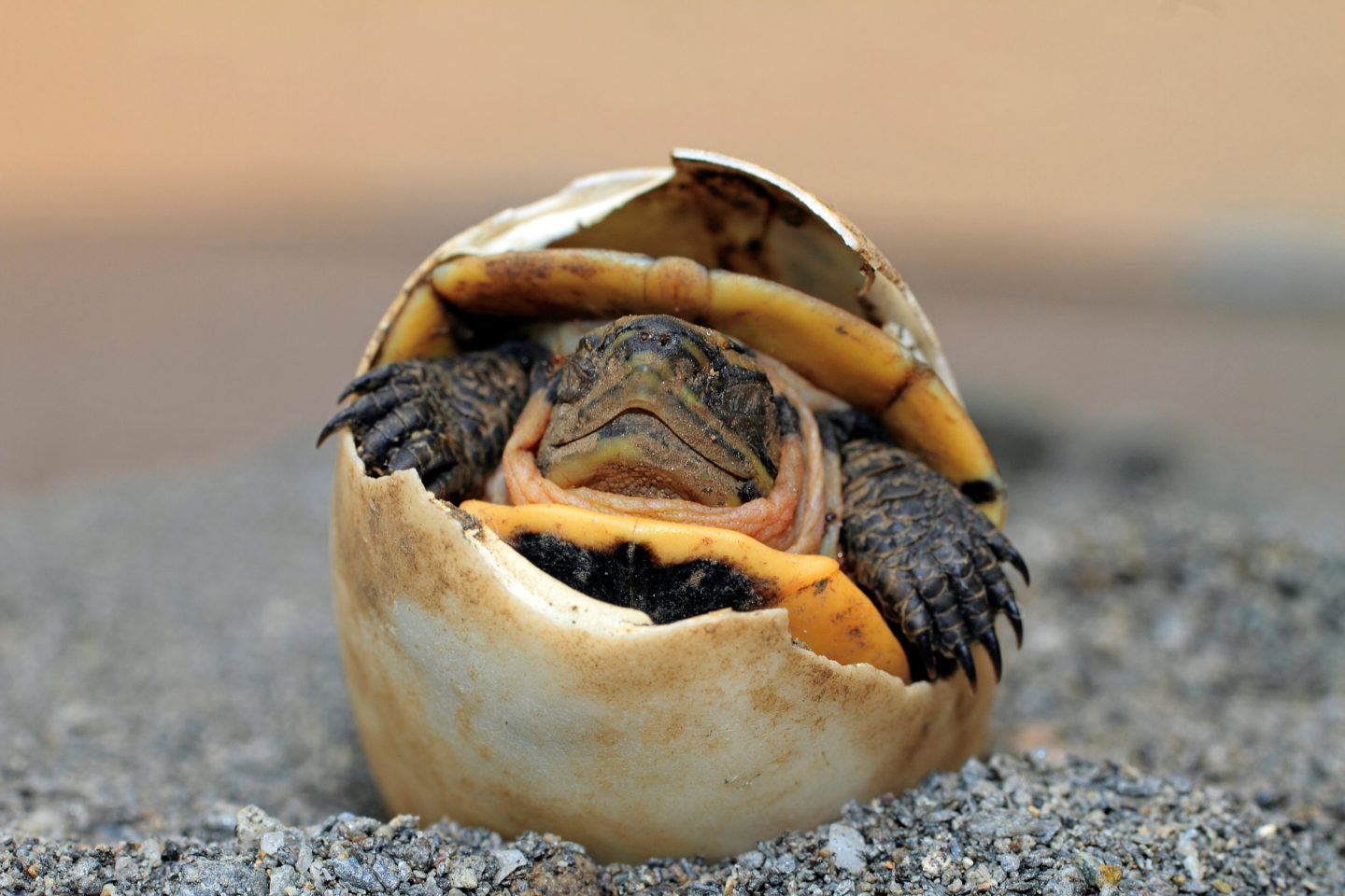 tortuga-no-puede-abrir-ojos
