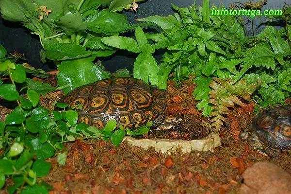 Rhinoclemmys pulcherrima manni en el terrario Rhinoclemmys pulcherrima manni en el terrario