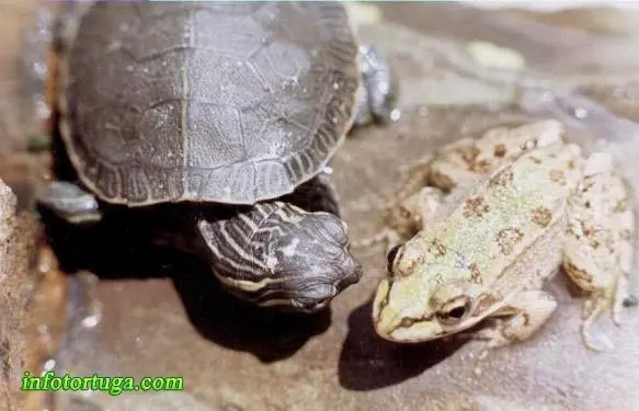 Chrysemys picta bellii con una rana Chrysemys picta bellii con una rana