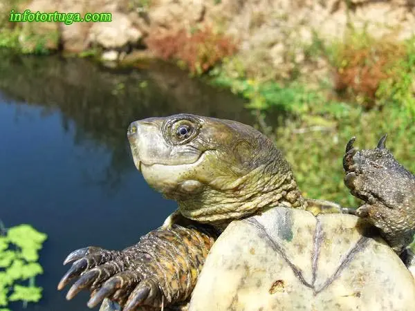 Mauremys leprosa, tortuga de rierol Mauremys leprosa, tortuga de rierol