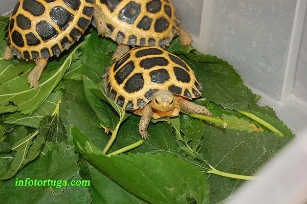 Indotestudo forstenii - Tortuga de Sulawesi Indotestudo forstenii - Tortuga de Sulawesi