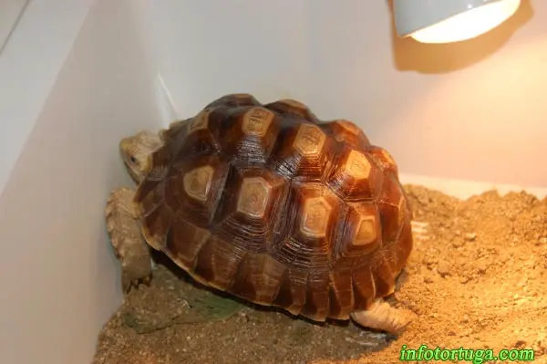 Centrochelys sulcata - Tortuga de espolones Centrochelys sulcata - Tortuga de espolones