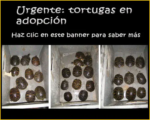 http://www.forotortuga.com/viewforum.php?f=28