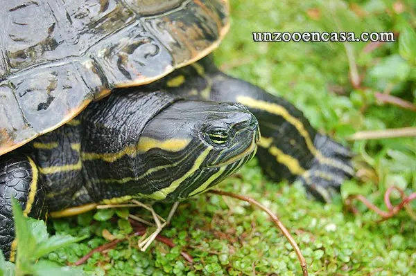 Trachemys emolli - Tortuga escurridiza de Nicaragua Trachemys emolli - Tortuga escurridiza de Nicaragua