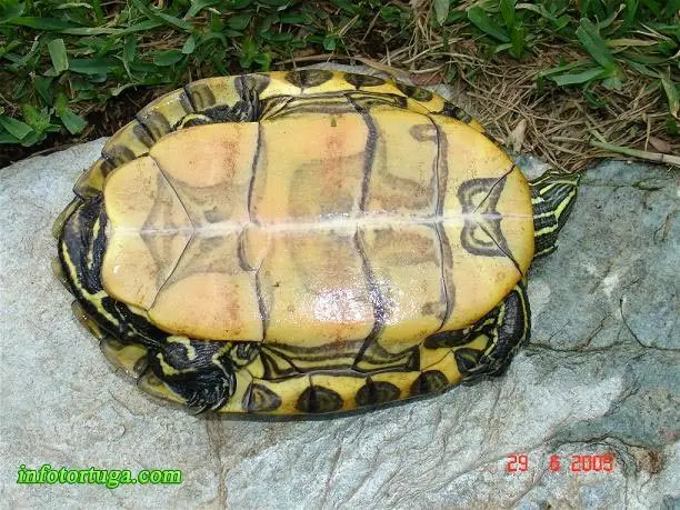 Trachemys emolli, plastrón Trachemys emolli, plastrón