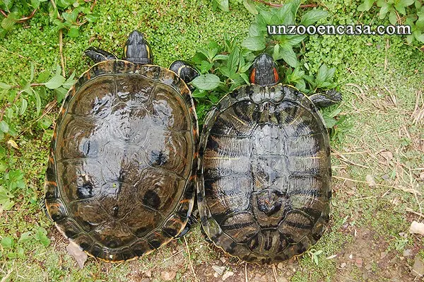 Trachemys emolli y Trachemys scripta elegans Trachemys emolli y Trachemys scripta elegans