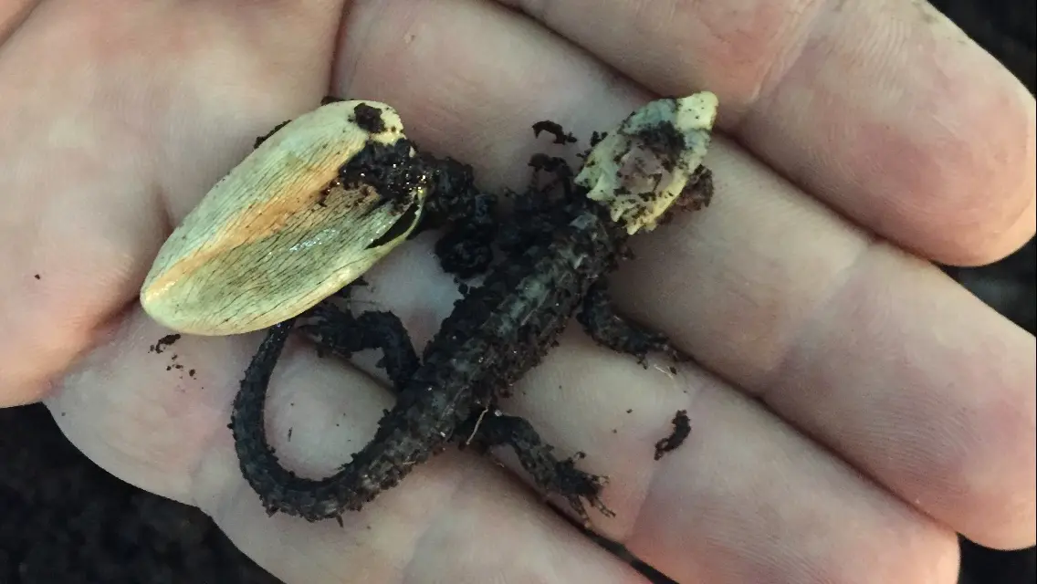 Cría de Tribolonotus gracilis recién nacida Cría de Tribolonotus gracilis recién nacida