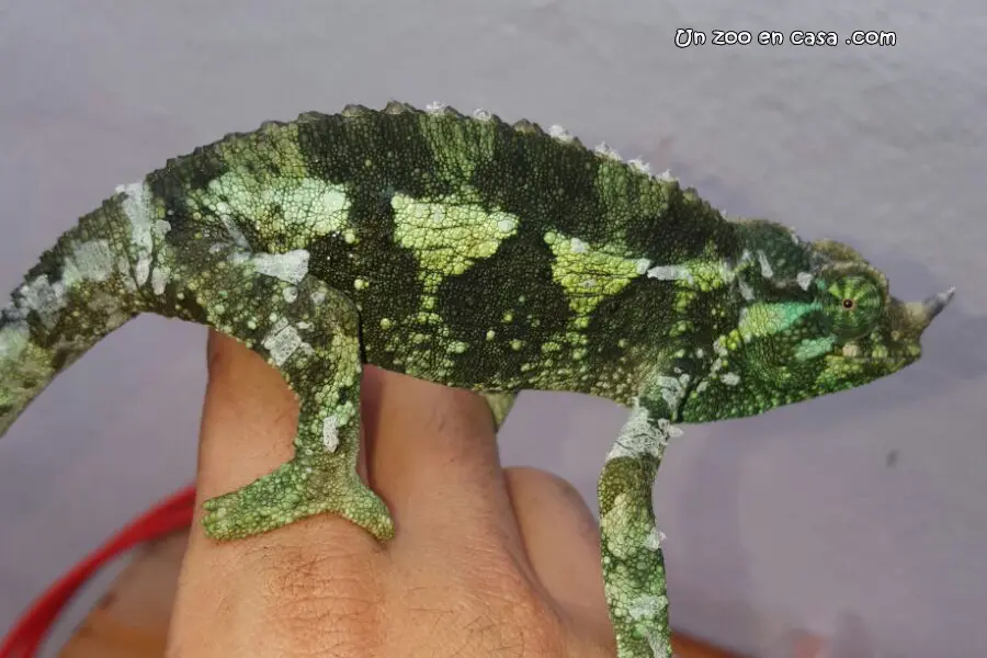 Hembra de Trioceros jacksonii Hembra de Trioceros jacksonii