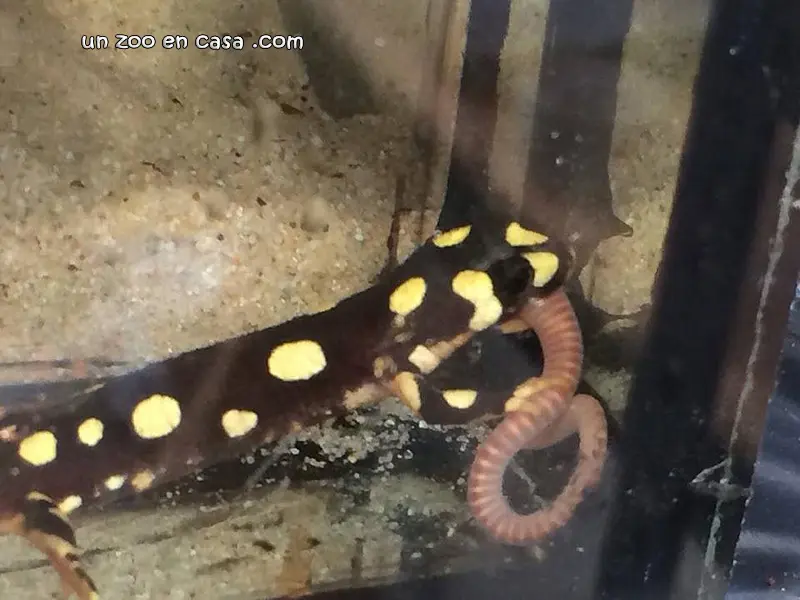 Neurergus crocatus comiendo una lombriz Neurergus crocatus comiendo una lombriz