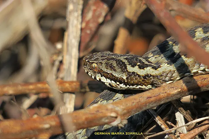 Vipera seoanei Vipera seoanei