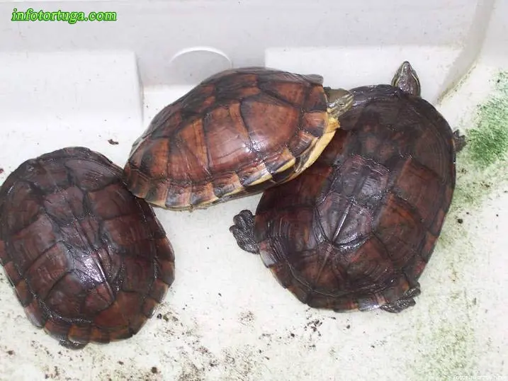 Mauremys annamensis - Tortuga de Annam Mauremys annamensis - Tortuga de Annam