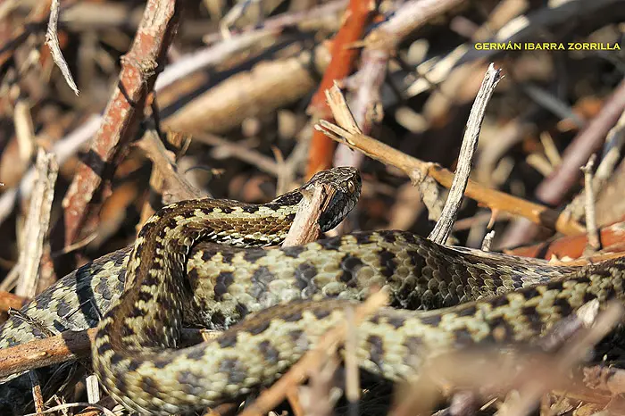 Vipera seoanei Vipera seoanei