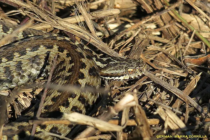 Víbora de Seoane en su hábitat Víbora de Seoane en su hábitat