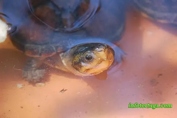 Macho de Kinosternon leucostomum Macho de Kinosternon leucostomum