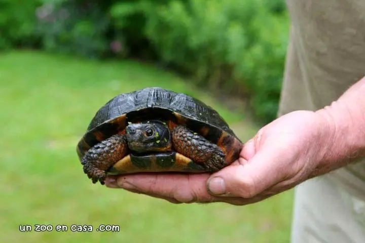 Glyptemys insculpta, wood turtle Glyptemys insculpta, wood turtle